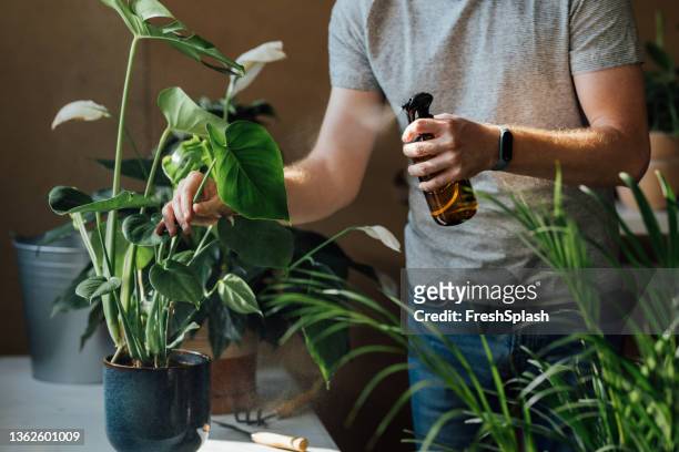 la jardinería como pasatiempo: hombre caucásico anónimo limpiando sus plantas en casa - man flower shirt fotografías e imágenes de stock