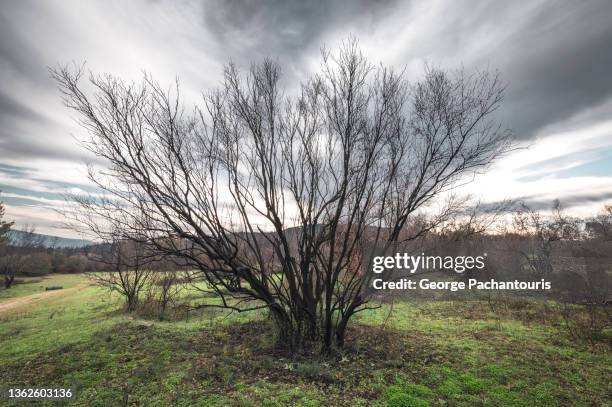 Sad Tree Types Sad Tree Photos and Premium High Res Pictures - Getty Images