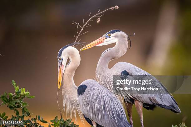 great blue heron couple - everglades national park fotografías e imágenes de stock