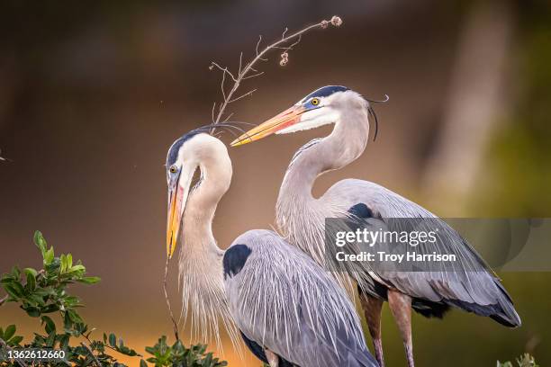 great blue heron couple - everglades national park stock pictures, royalty-free photos & images