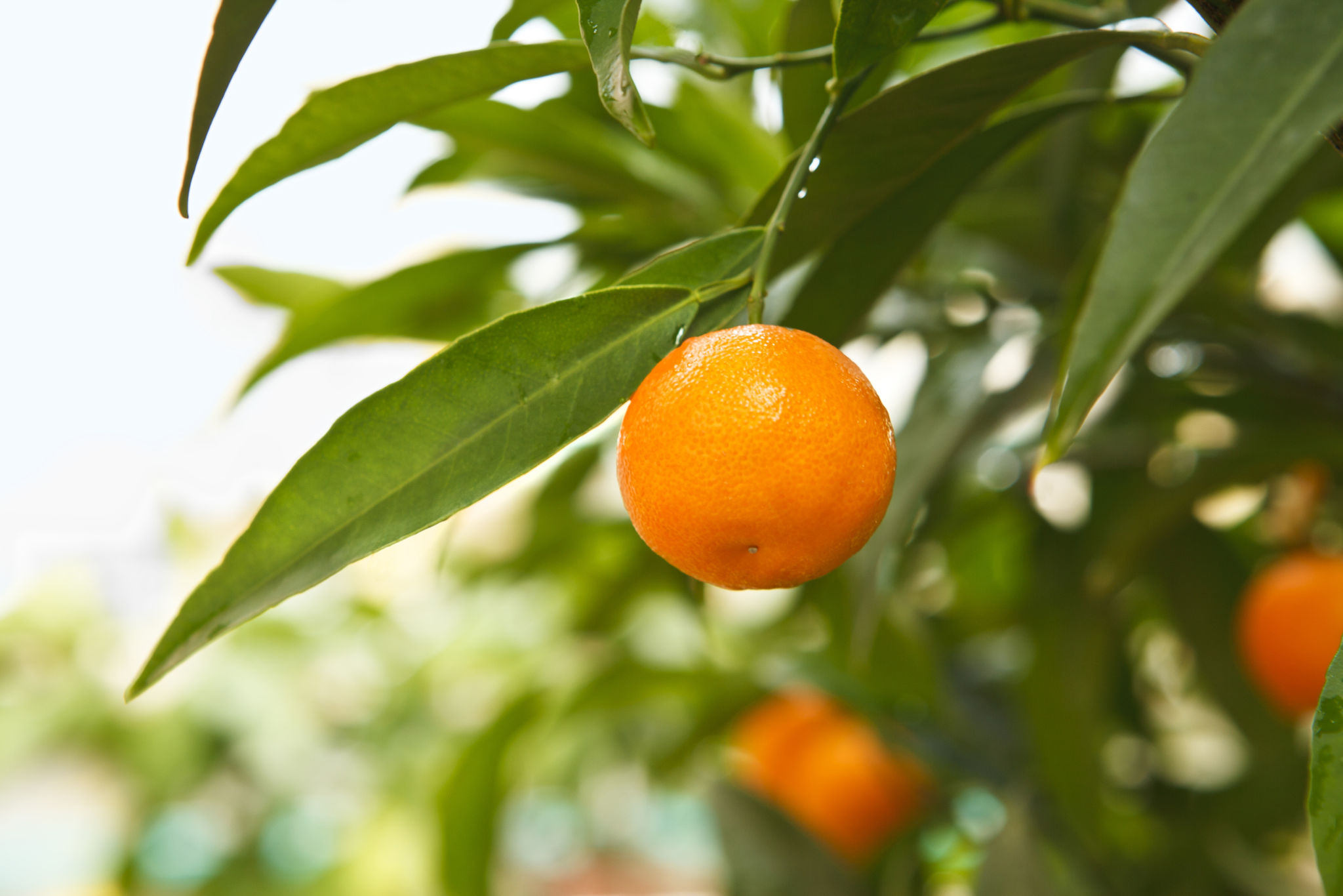 florida agriculture