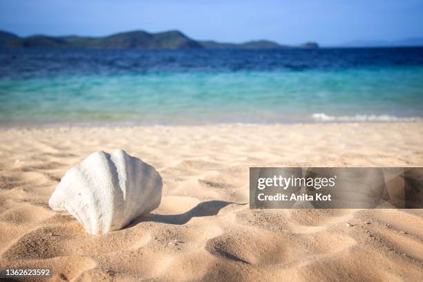 seashell on the beach - beach shells stock pictures, royalty-free photos & images