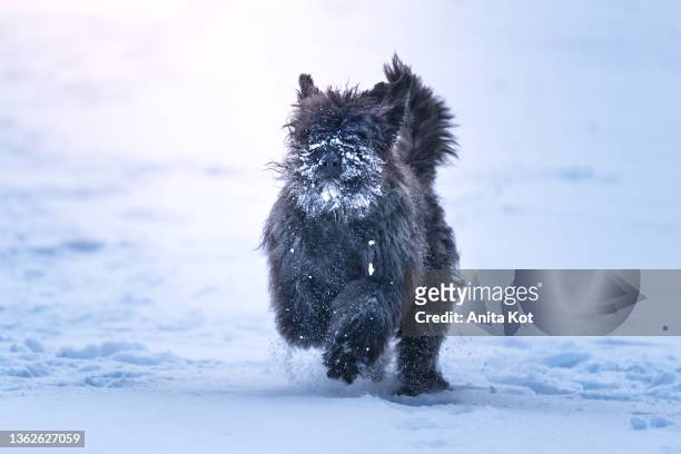 a dog running on snow - bouvier des flandres ストックフォトと画像
