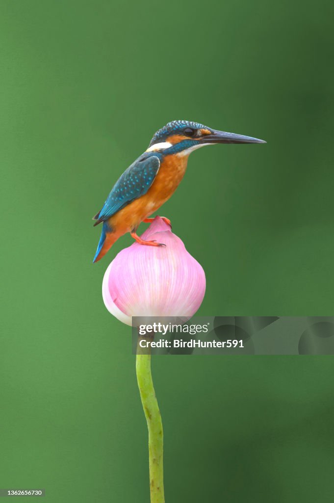 Kingfisher Birding Shirt Ultimate Kingfisher Birder T-Shirt Kingfisher Birding Shirt Ultimate Kingfisher Birder T-Shirt