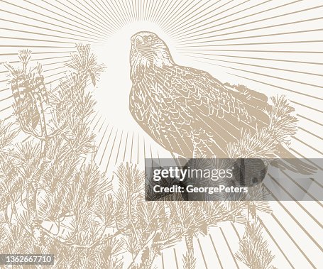 Bald Eagle perching in pine tree Bald Eagle perching in pine tree
