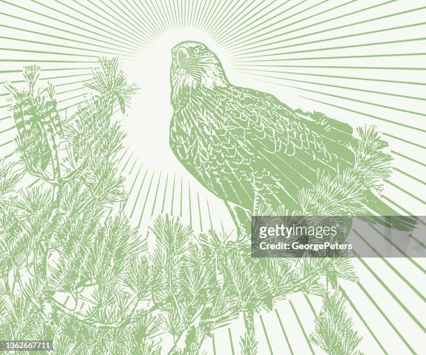 bald eagle perching in pine tree - boundary waters canoe area stock illustrations