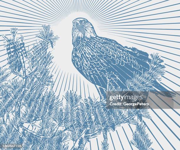 bald eagle perching in pine tree - boundary waters canoe area stock illustrations