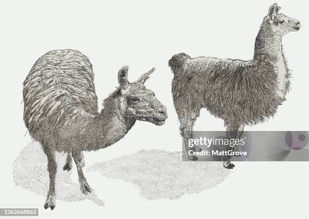 llamas - alpaca stock illustrations