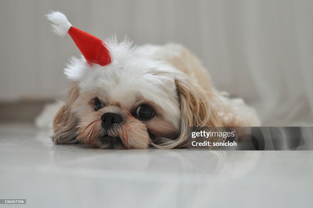Puppy wearing Santa hat