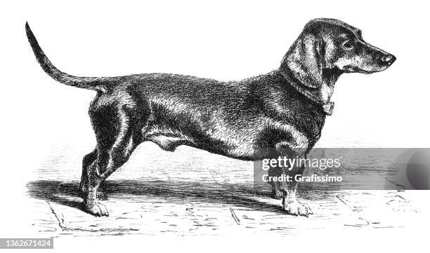 dachshund or sausage dog portrait 1896 - black and white dog stock illustrations