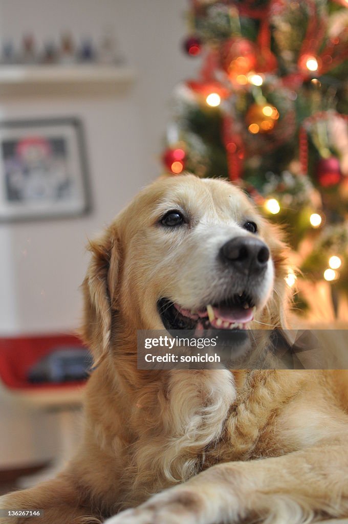 Golden retriver dog at Christmas tree