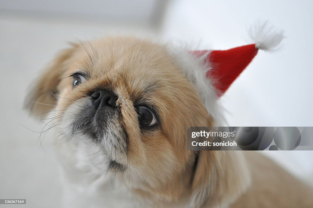 Dog with Christmas hat