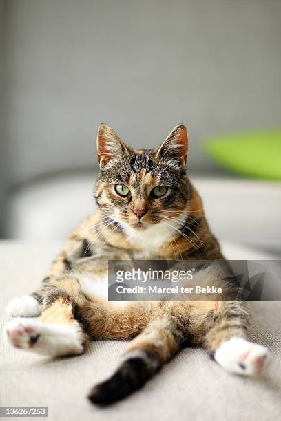 cat sitting upright in amusing pose, on couch - chat rigolo photos et images de collection