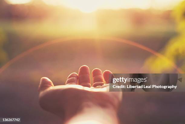 grateful - sunlight imagens e fotografias de stock