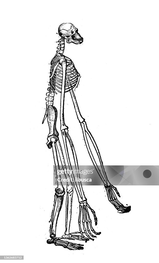 Antique illustration: Skeleton of gibbon