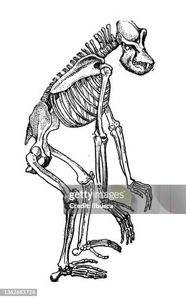 6,231 Animal Skeleton Photos and Premium High Res Pictures - Getty Images 6,231 Animal Skeleton Photos and Premium High Res Pictures - Getty Images