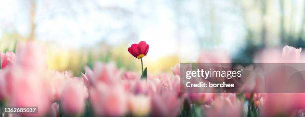 red tulip standing out - standing out from the crowd flower stock pictures, royalty-free photos & images