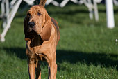Bloodhound standing in the sunlight
