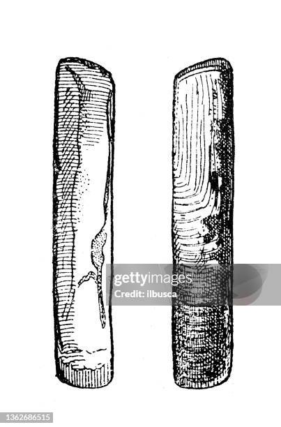 European Razor Clam 78 European Razor Clam Stock Photos, High-Res Pictures, and Images ...