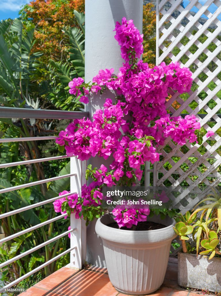 Bougainvillea On A Balcony In Cape Town High-Res Stock Photo - Getty Images