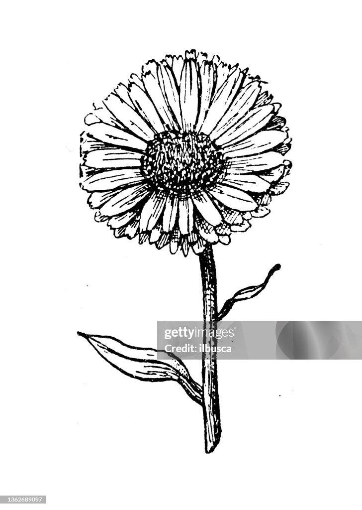 Antique illustration: Marigold