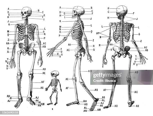 antique illustration: human skeleton (and child) - human skeleton drawing stock illustrations