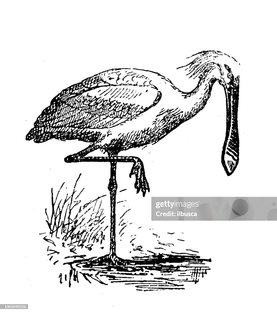 Antique illustration: Spoonbill