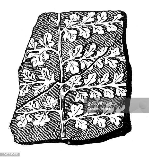 antique illustration: sphenopteris fern - fern fossil stock illustrations