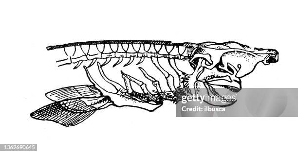 illustrazioni stock, clip art, cartoni animati e icone di tendenza di illustrazione antica: spinaro, sperone, scheletro di squalo di fango (squalus acanthias) - spinarolo