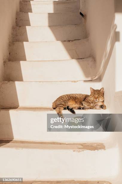 chat prenant un bain de soleil dans les escaliers d’un village grec - paros photos et images de collection