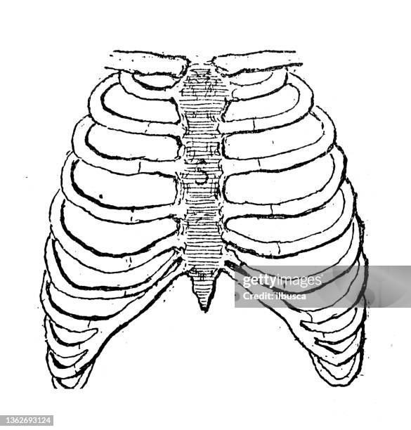 antique illustration: sternum - human rib cage stock illustrations