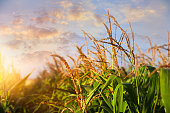 Sunlit corn field under beautiful sky with clouds, closeup view
