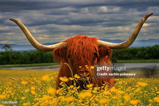 long horn bull scottish bull - horned stockfoto's en -beelden