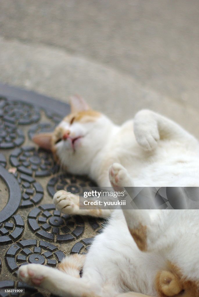 Cat laying on floor with legs and hands up