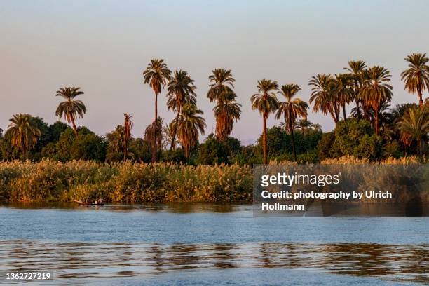palm trees and reed reflected in the nile, egypt - nile river foto e immagini stock
