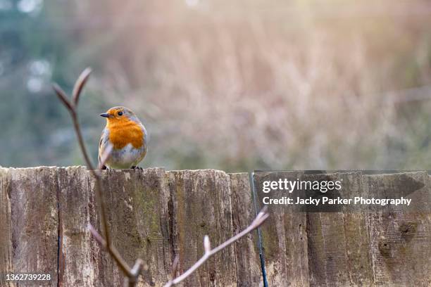 european robin garden bird perched on a wooden fence in soft sunshine - robin fotografías e imágenes de stock