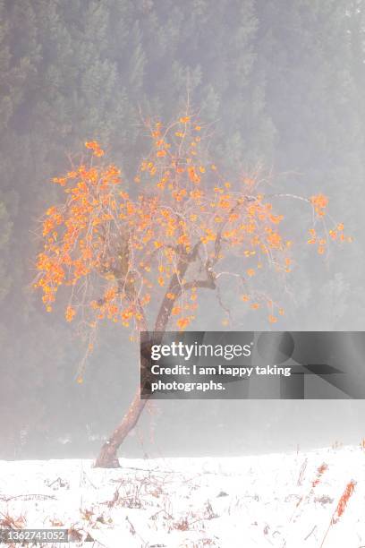 persimmon tree in the fog - amerikanische kakipflaume stock-fotos und bilder