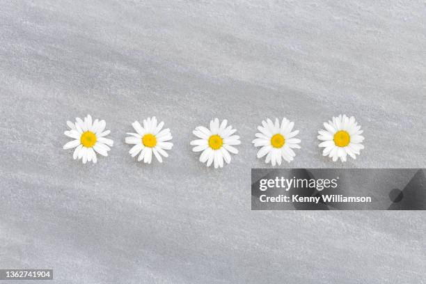 daisies - oxeye daisy stock pictures, royalty-free photos & images