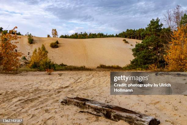 arid landscape in brandenburg, germany - brandenburg bildbanksfoton och bilder