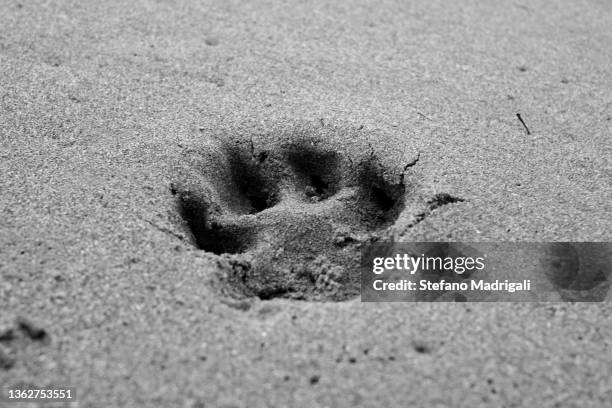 footprint in the sand - huellas de perro fotografías e imágenes de stock