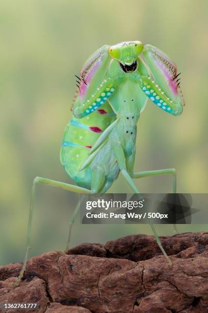 8,273 Mantodea Species Stock Photos and High-Res Images - Getty Images