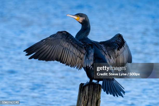 cormorant,close-up of cormorant perching on wooden post,new forest district,united kingdom,uk - phalacrocorax carbo stock pictures, royalty-free photos & images