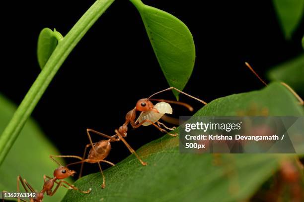 weaver ant carrying egg,close-up of insects on leaf - fire ant stock pictures, royalty-free photos & images