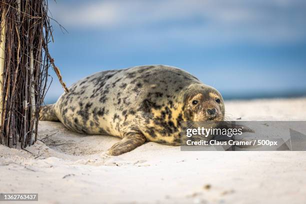 close-up of iguana on sand at beach,helgoland,germany - kegelrobbe stock pictures, royalty-free photos & images