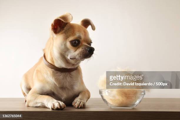 hairless with chihuahua and bowl full of hair front - vervellen stockfoto's en -beelden