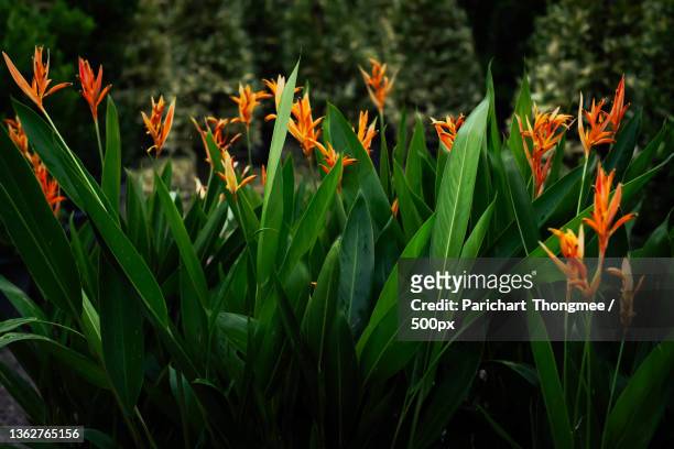 beautiful orange and yellow heliconia flower,thailand - heliconia bihai stock pictures, royalty-free photos & images