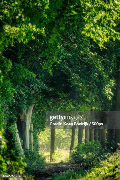 tunnel of green,trees in forest,het amsterdamse bos,da amstelveen,netherlands - amsterdamse bos stock pictures, royalty-free photos & images