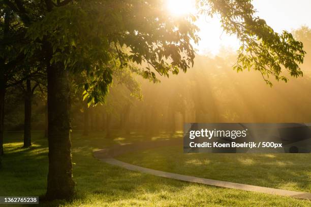 trees in park,het amsterdamse bos,da amstelveen,netherlands - amsterdamse bos stock pictures, royalty-free photos & images