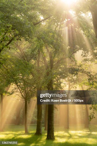 beam me up,trees in park,het amsterdamse bos,da amstelveen,netherlands - amsterdamse bos stock pictures, royalty-free photos & images