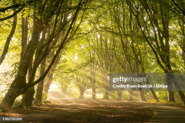 harp of light,trees in forest,het amsterdamse bos,da amstelveen,netherlands - amsterdamse bos stock pictures, royalty-free photos & images